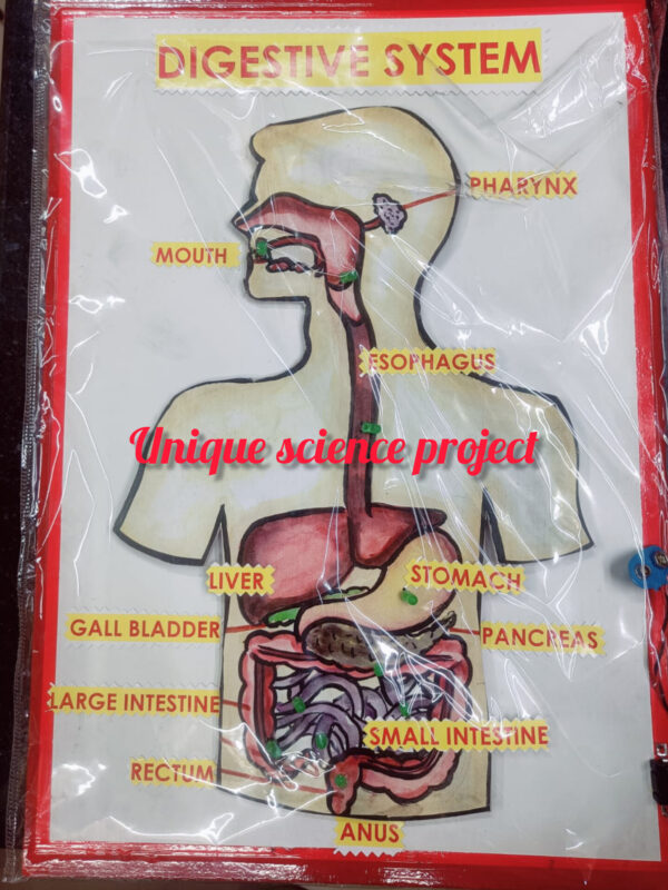 Human digestive system